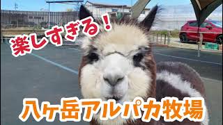 アルパカさんに会いに行ってきました！ - YouTube