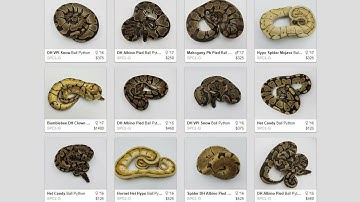 How To Purchase Any Reptile/Ball Python Online - Benjamin