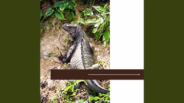 Dream Like Backdrops for Lazy Days