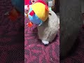 やばい!うちのウサギのモフくんが遊びを止められない! #うさぎ #かわいい #可愛い #ふわふわ #cute #rabbit #ペット #動物 #fyp #viralvideo #shorts