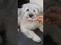 doggie eating lollipop #shorts
