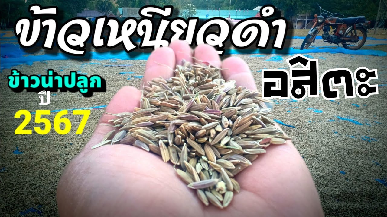 เมล็ดพันธุ์ข้าวเหนียวดำอสิตะ ข้าวน่าปลูกปี2567 (สนใจเมล็ดพันธุ์ติดต่อ086-6702068)