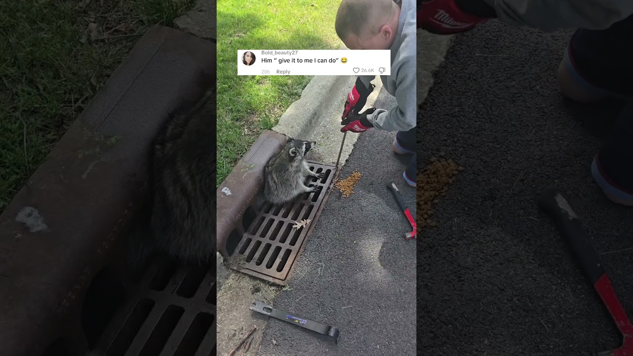 Stuck Raccoon right in front of my house.