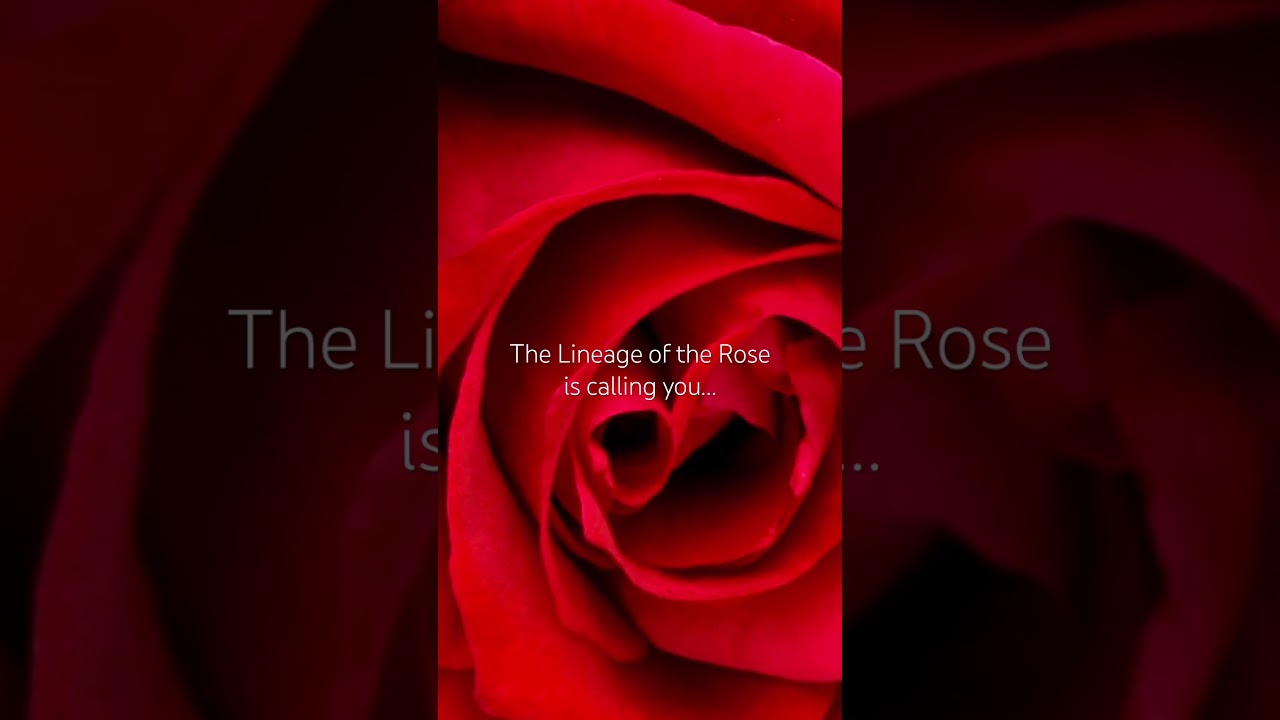 Is the lineage of the rose calling you? #roselineage #marymagdalene #divinefeminineenergy