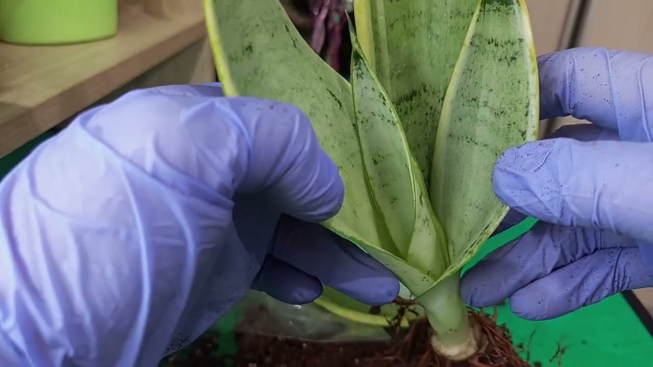 Пересадка сансевиерии из пятёрочки