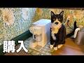 保護した子猫の成長と新しいコーヒーマシンを購入したよ：ネスプレッソ［森の中でひとりと犬猫暮らし］