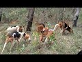 brasa e caribe canil Moreira cachorros americanos caçando