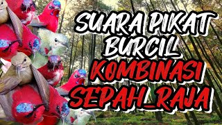 suara pikat burung kolibri SEPAH RAJA