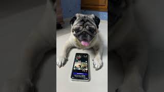 Mujhe toh sak hai #pug #dog #shorts #dogshorts #comedy #2026