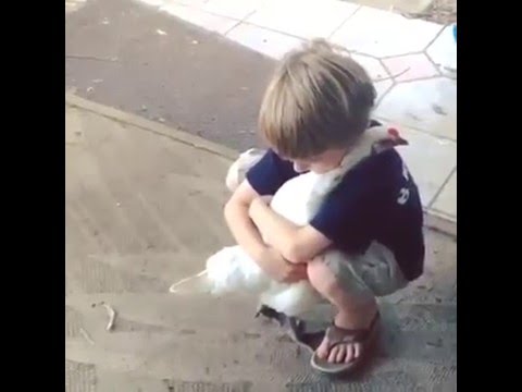 Chicken Hug A Little Boy Youtube Chicken Hug A Little Boy Youtube
