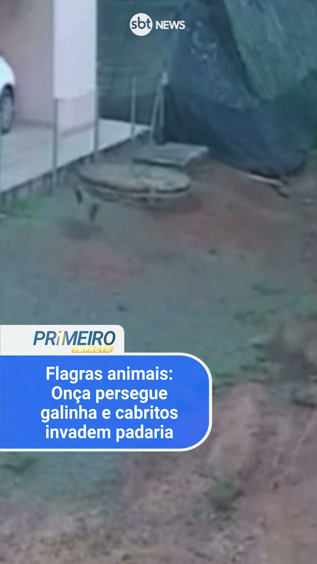 Flagras animais: Onça persegue galinha e cabritos invadem padaria