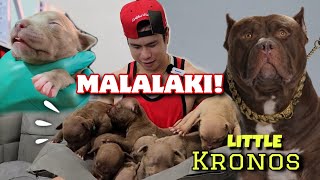 LITTLE KRONOS MAKAKAPAL AT MALALAKI! FIRST VISIT KO SA MGA XL American Bully Puppies • Sam Walastik