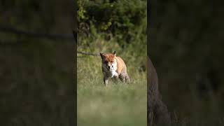 The Fox in the jungle.  || #nature   || #greenery   || #fox   || #shorts   || prt 6
