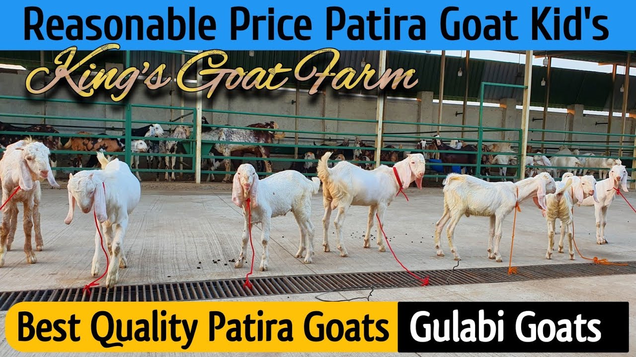 Reasonable Price Patira Goat Kings Goat Farm | Pure Patira Goat Baby Price | 