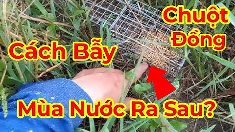 Cách Bẫy Chuột Đồng/Mùa Nước Nổi Thật Là Đơn Giản/Tèo Ngố TV.#147.