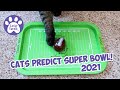 Cats Predict The 2021 Super Bowl Winners!