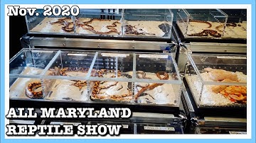ALL MARYLAND REPTILE SHOW (Nov 2020) Reptile Expo | Ball Python Breeding | Reptiles