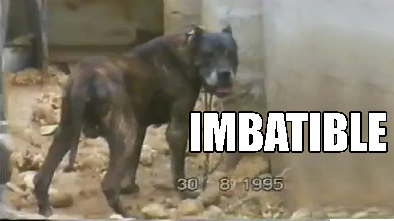 crearon al perro que LE GANA A TODAS LAS RAZAS