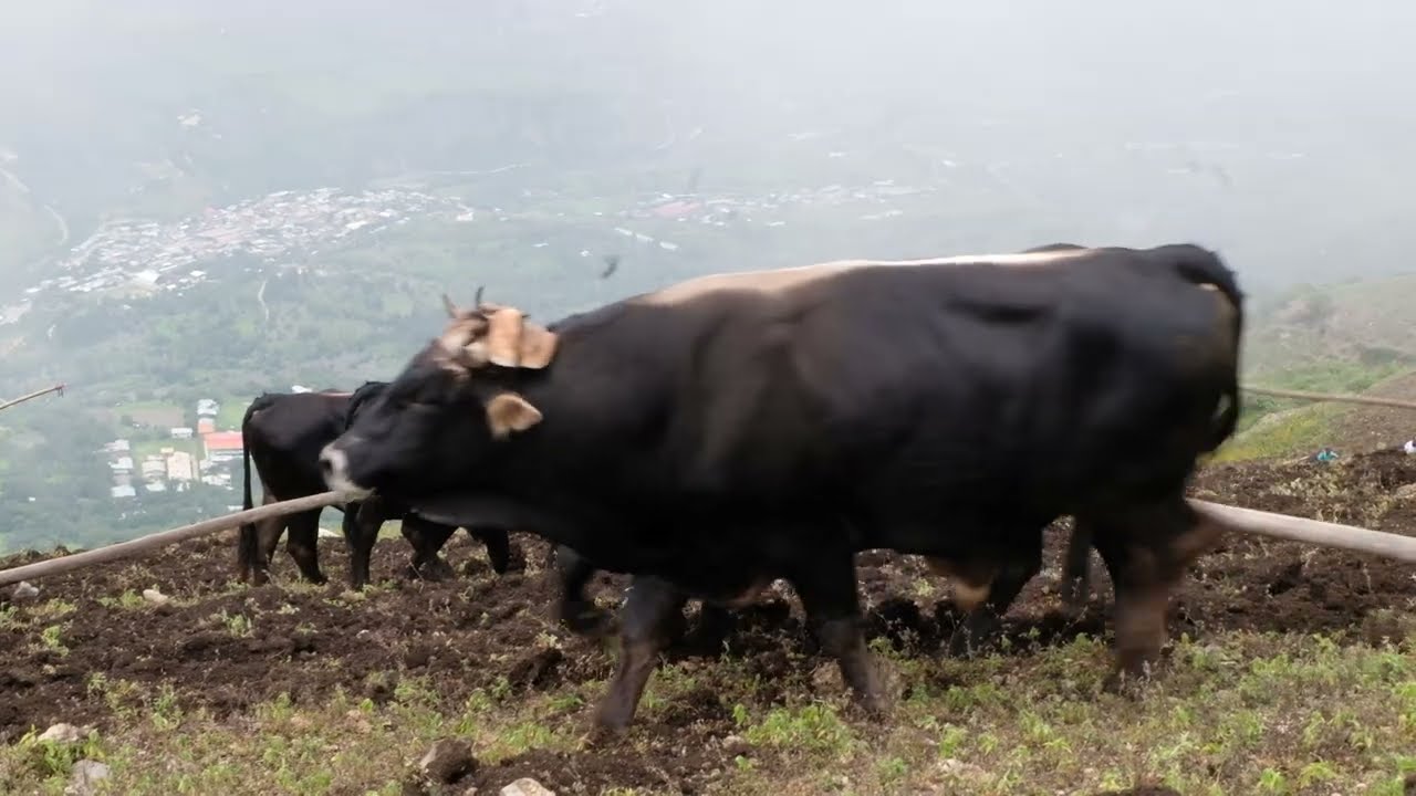 10 Yuntas de toros en una tradicional Minga en San Juan _ Cajamarca