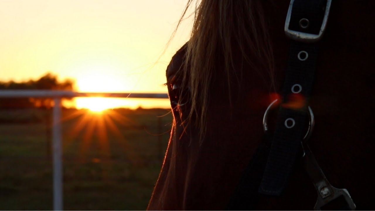 to Equine Helper YouTube