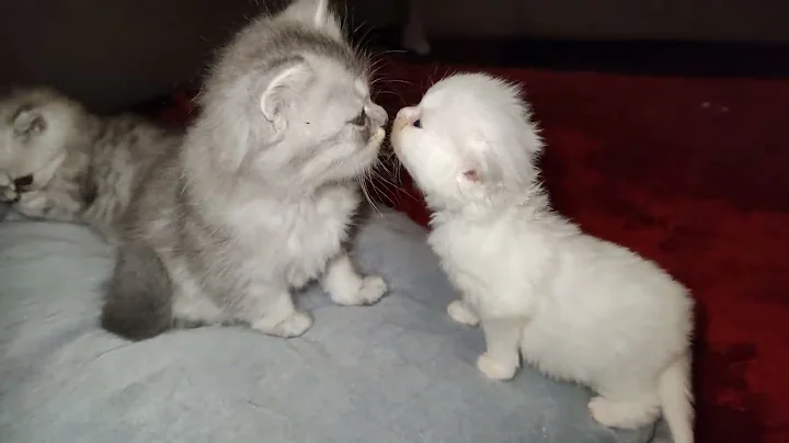 Watch the video about Persian baby cat looking for friends #RagdollCat #RagdollCat#RagdollCats#RagdollKitten