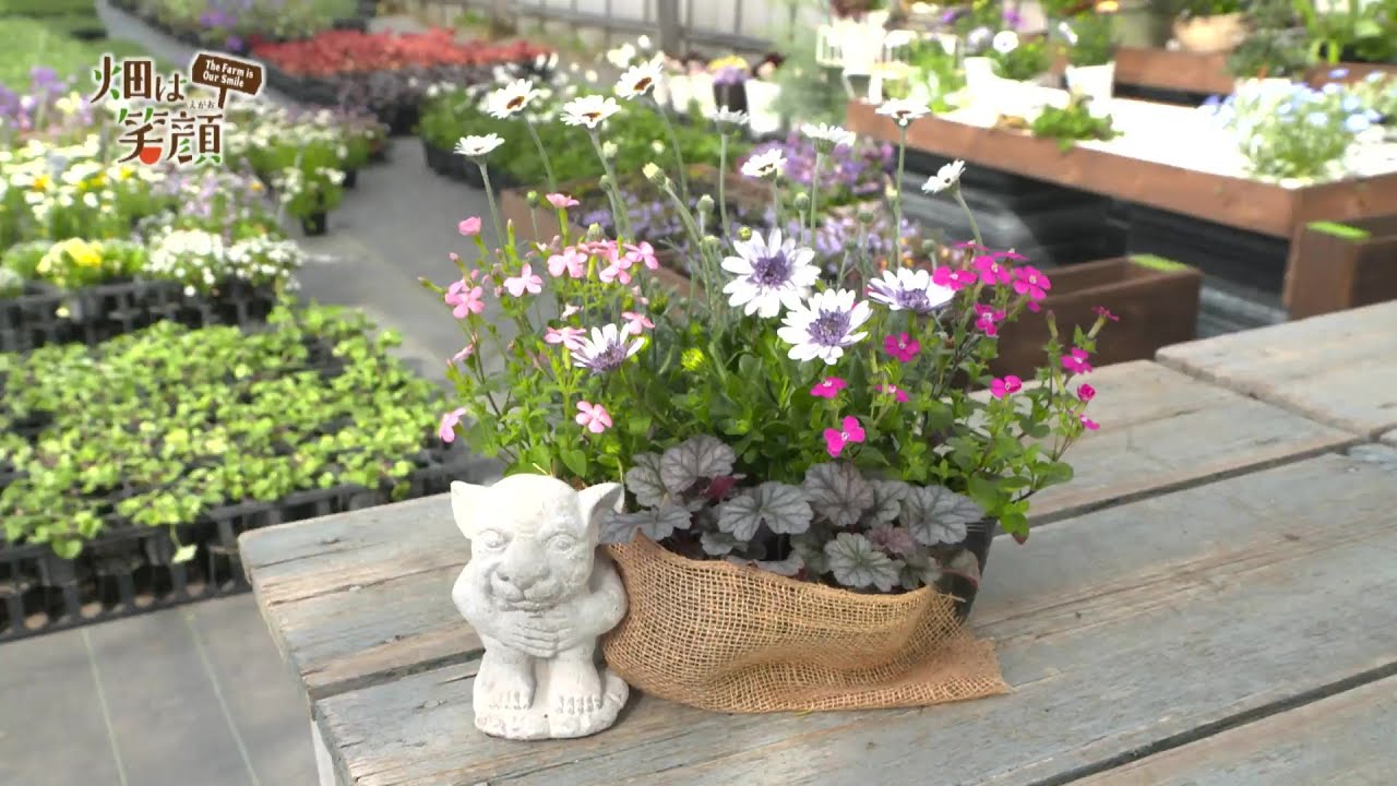 畑は笑顔 第212回 JA秋田しんせい 花壇用苗 - YouTube