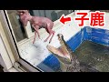 腹ペコのワニが鹿の子ども丸ごと１頭を丸呑みにする