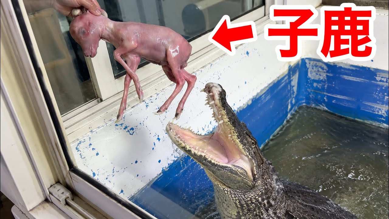 A Hungry Crocodile Swallows a Whole Fawn - YouTube