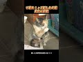子猫を 1 ヶ月隠した母猫外出の真相 # 可愛いペット #猫 #犬