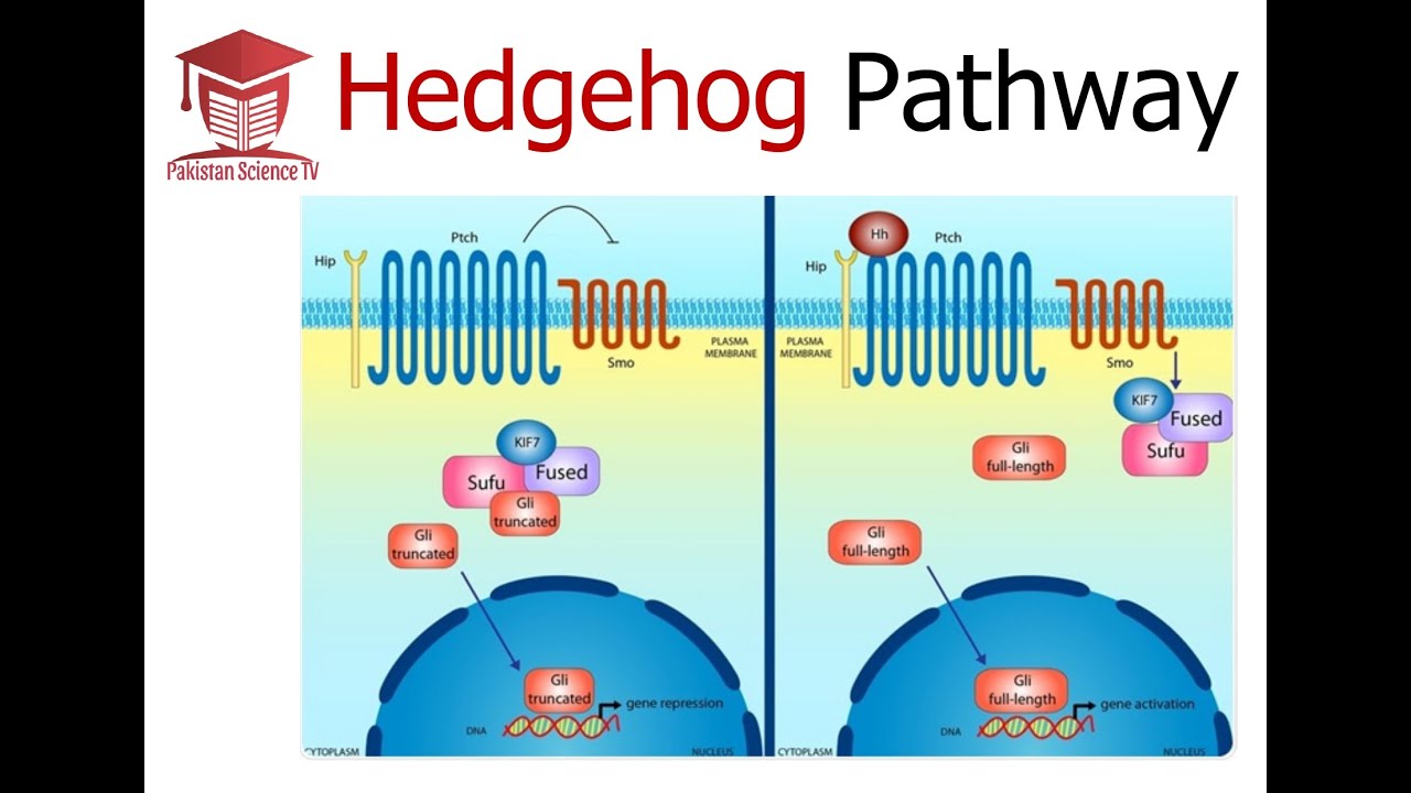 Hedgehog Signalling Pathway - YouTube