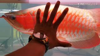 INTERNASIONAL CONTEST & EXPO ARWANA SUPER RED KOTA PONTIANAK ( KAL - BAR ) BAGIAN 01 ( # 01 )