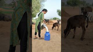 Desi Chhora Cow Milking By Too Hand Indian Village Girl
