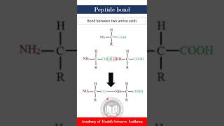 Peptide bond: bond between amino acids | Biochemistry | by Imran Yaseen Peptide bond: bond between amino acids | Biochemistry | by Imran Yaseen