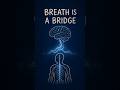 Why Breath Changes Stress