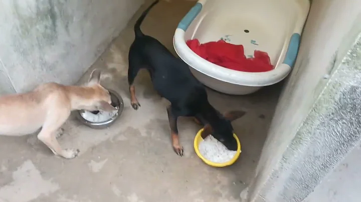 3, 780,000 gồm tiền vắc-xin + nửa tháng thịt + đồ cần thiết, đã có chỗ cho tụi con chơi rất rộng