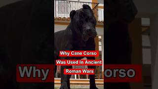 Why cane Corso was used in ancient roman wars#cane corso