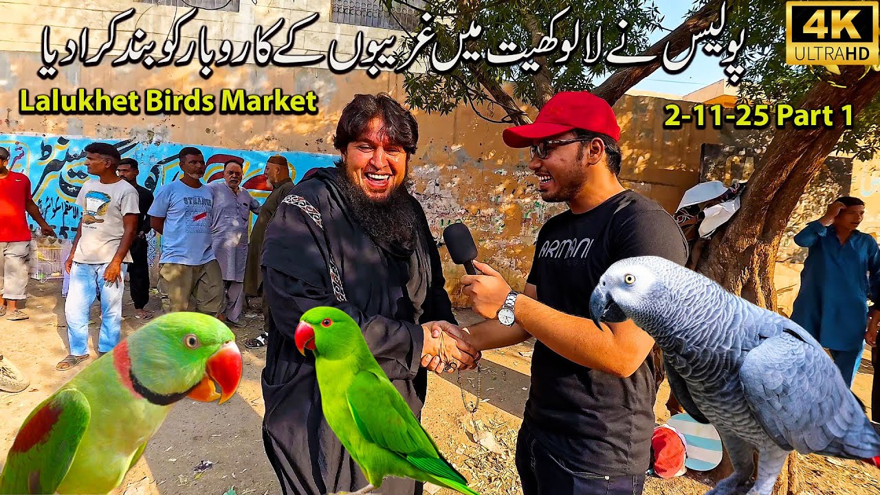 Lalukhet Exotic Birds and Parrots Market 2-11-25 Part 1  Lohmann Brown Hen and Rooster and Chicks