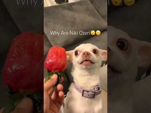 My Chihuahua Hates Strawberry