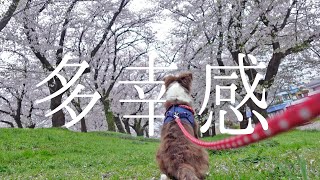 🦄【長編】ボーダーコリーの子犬と初めて迎えた春が幸せいっぱいすぎる…🌸/Border Collie Puppy × spring 2021 by ゆに&メッシ.DOG&CAT 855 views 3 years ago 14 minutes, 59 seconds