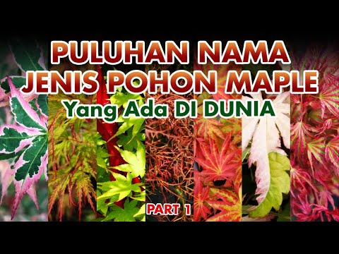 POHON MAPLE Part 1 | Japanese Maple Varieties | Acer Palmatum | Acer Japonicum