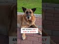 Get zoof grips to save your dog from pain! #doghealth #petcare #dogessentials #seniordogs #pets