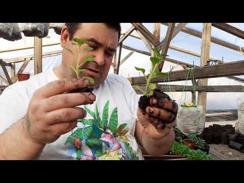 Как вырастить махровую петунию.