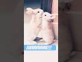 Hug for life #pet #cuteanimals #dogs #cats #danceanimals #shortsfeed #funnyvideo #youtubeshorts