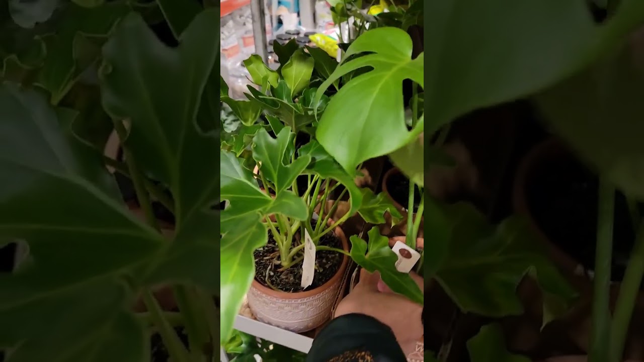 Tropical plants in Costco