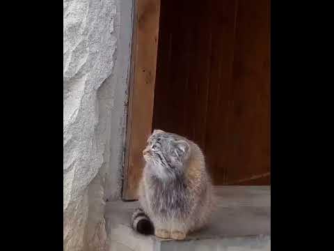 МанУл тимОФЕЙ МОСковский зооПарк Manul timofey Moscow Zoo - YouTube