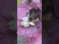 Bees Pollinating