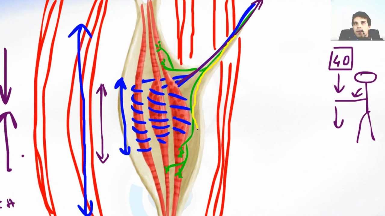 The Stretch Reflex Of Muscle Spindle - YouTube