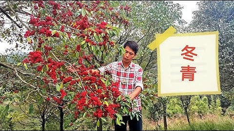 一次結10萬個喜慶果，名貴藥材冬青樹，紅運當頭璀璨奪目 - 天天要聞