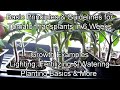 All the Steps for Growing Tomato Transplants in 6 Weeks: Container Size Matters, Lighting & More