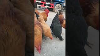 Chickens eating food outside ?? chicken raising rooster chicks hen farm farming shorts